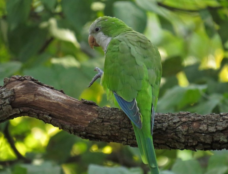 parrot5