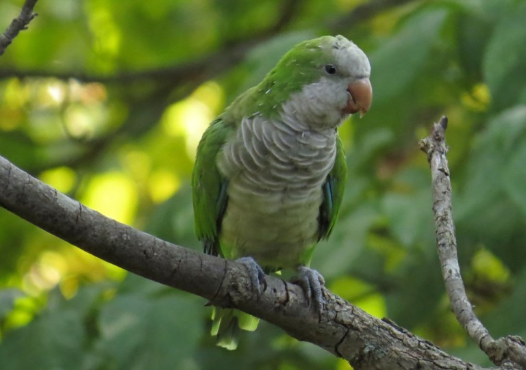 parrot6