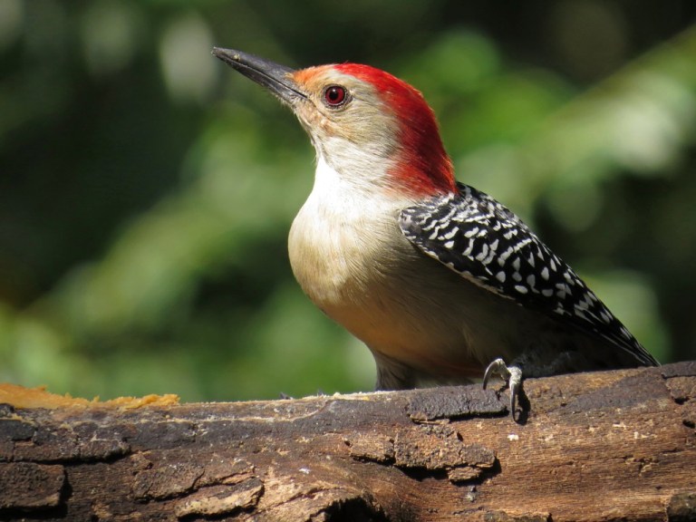 redbellied-woodpecker