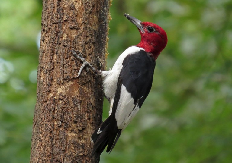 Red-headed Woodpecker