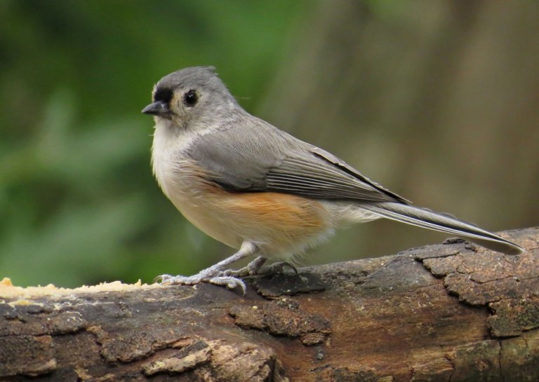 Tufted Titmouse