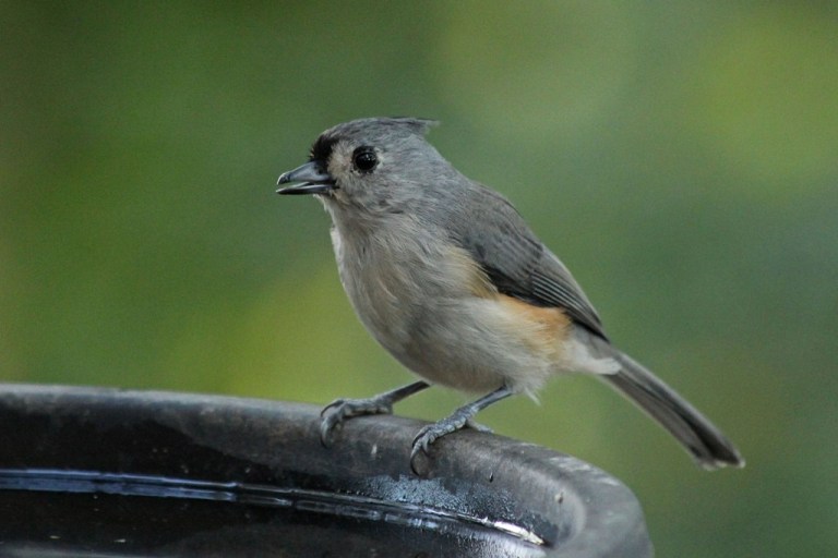 titmouse
