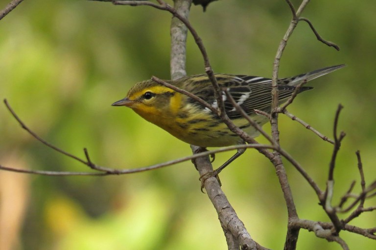 warbler2