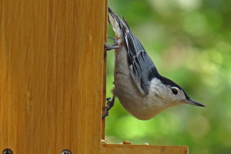 white-breasted-nuthatch