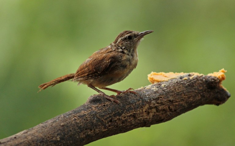 wren