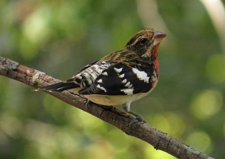 grosbeak1