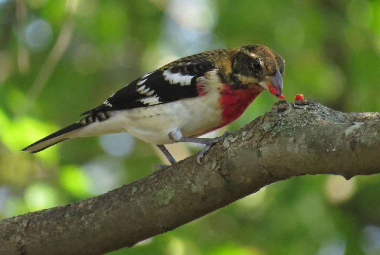 grosbeak6
