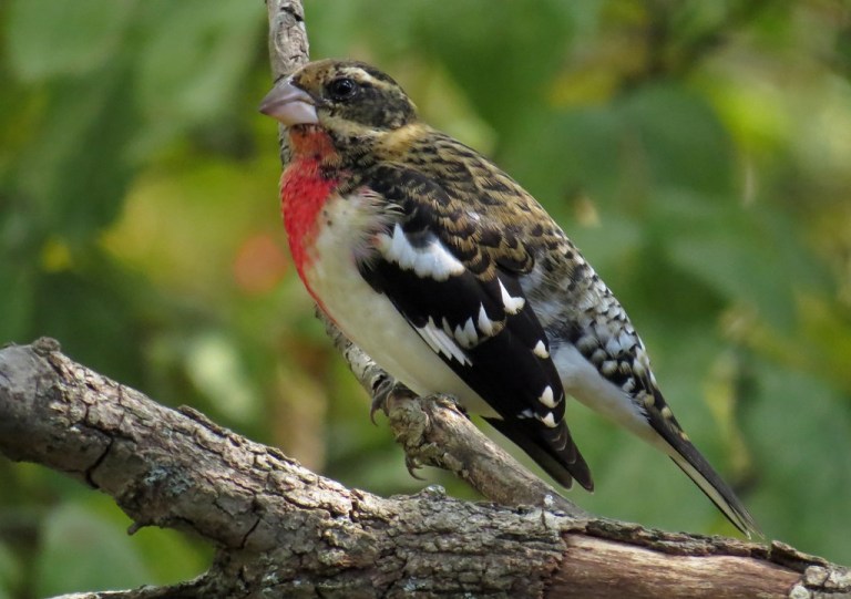 grosbeak8