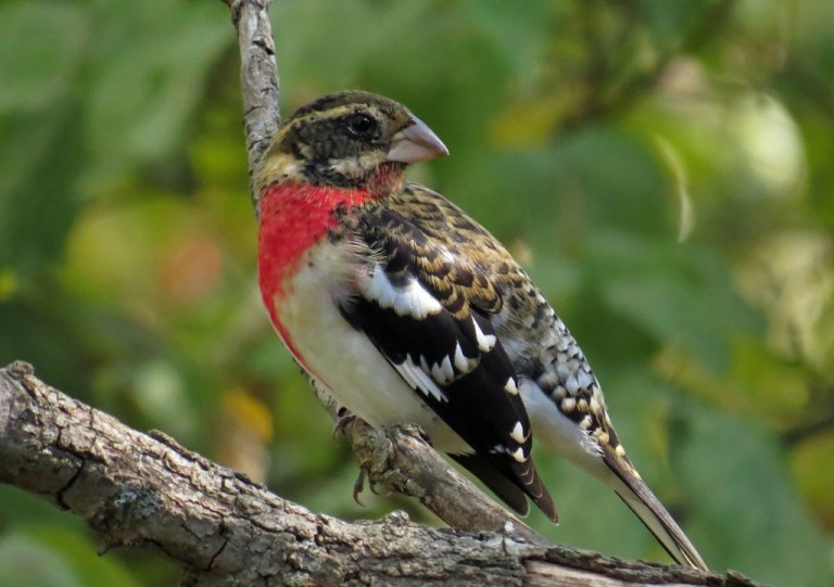 grosbeak9