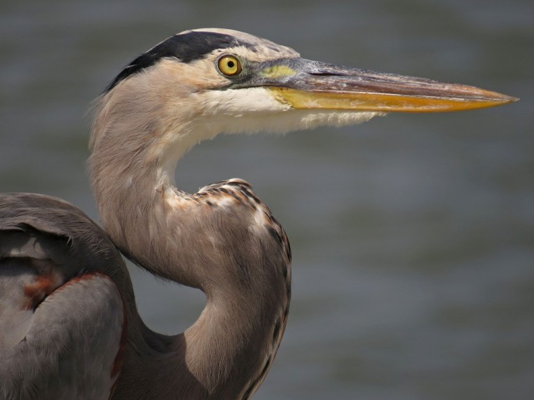 Great Blue heron