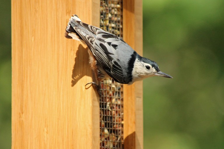 nuthatch1