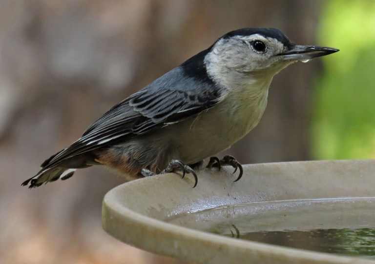 nuthatch2