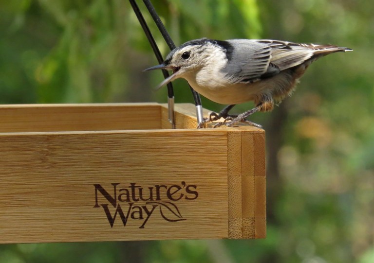 nuthatch4