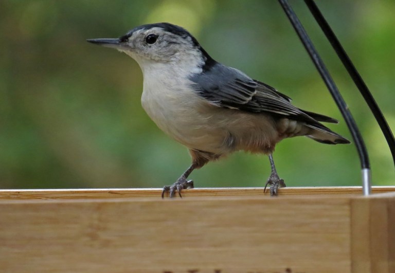 nuthatch8