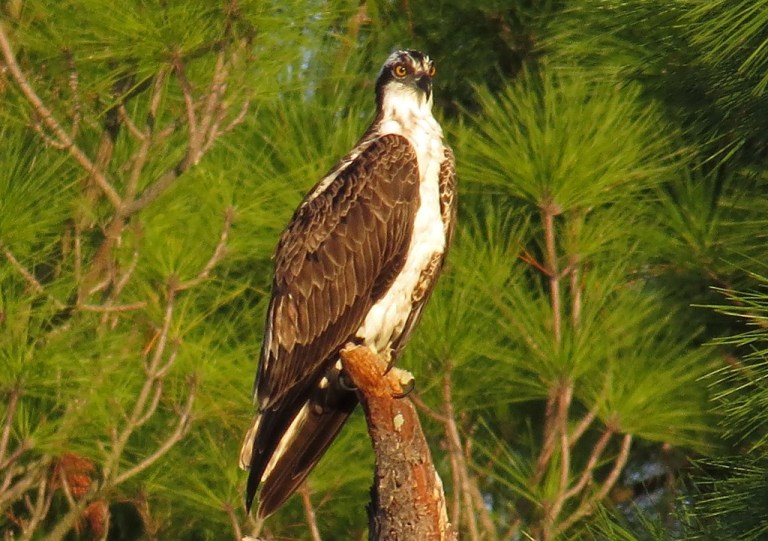 osprey3