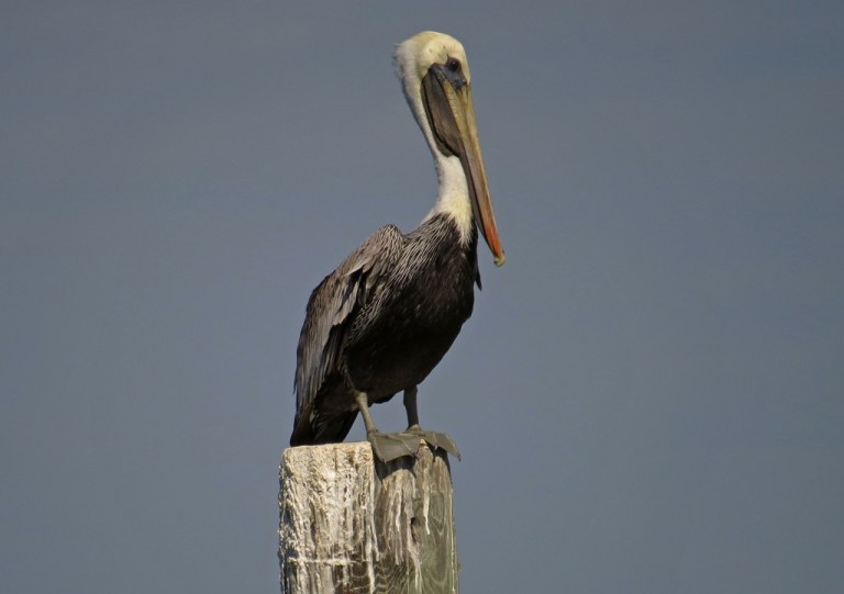 pelican1