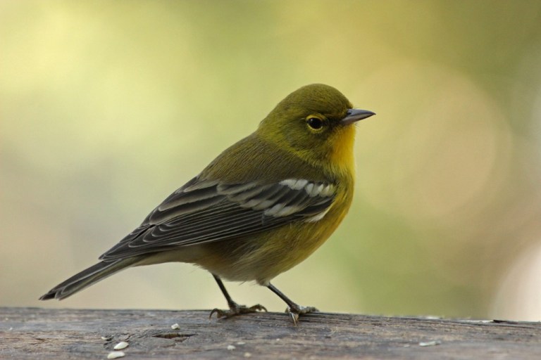 Pine Warbler