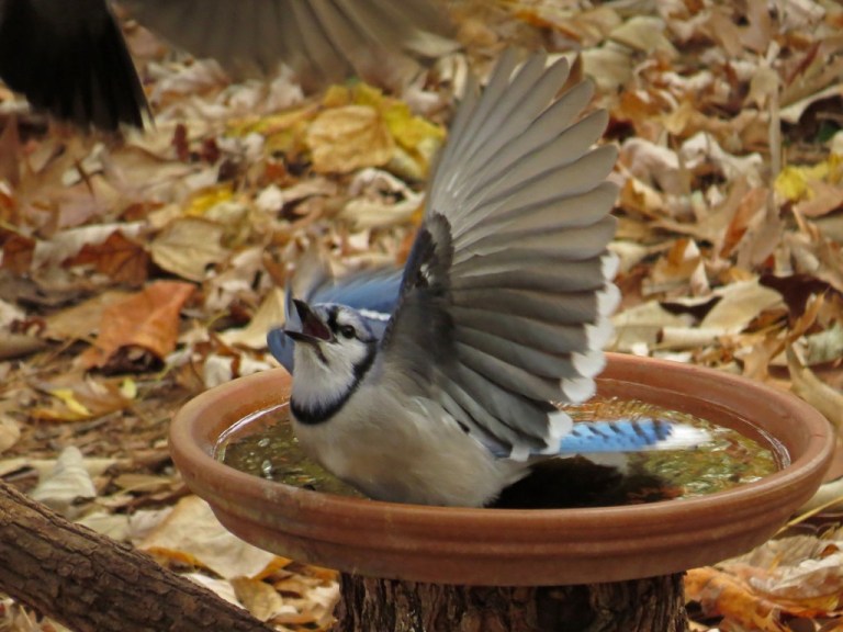 bluejay
