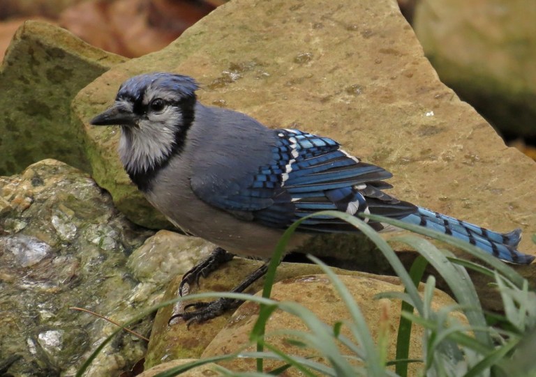 bluejay5a