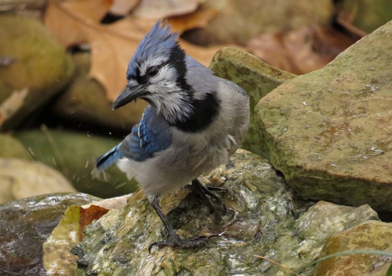 bluejay7