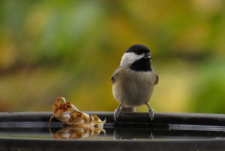 chickadee