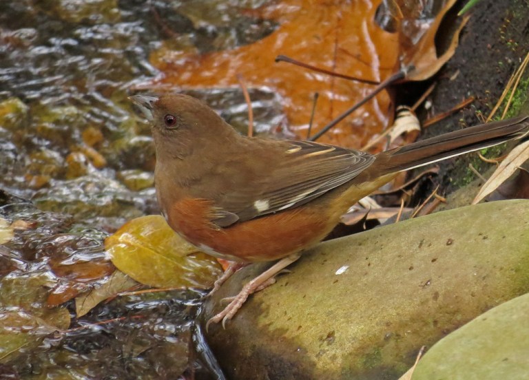 femaletowhee