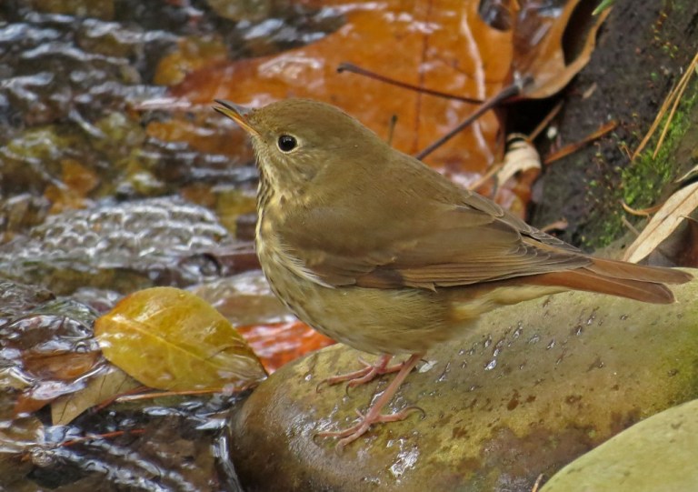 hermitthrush