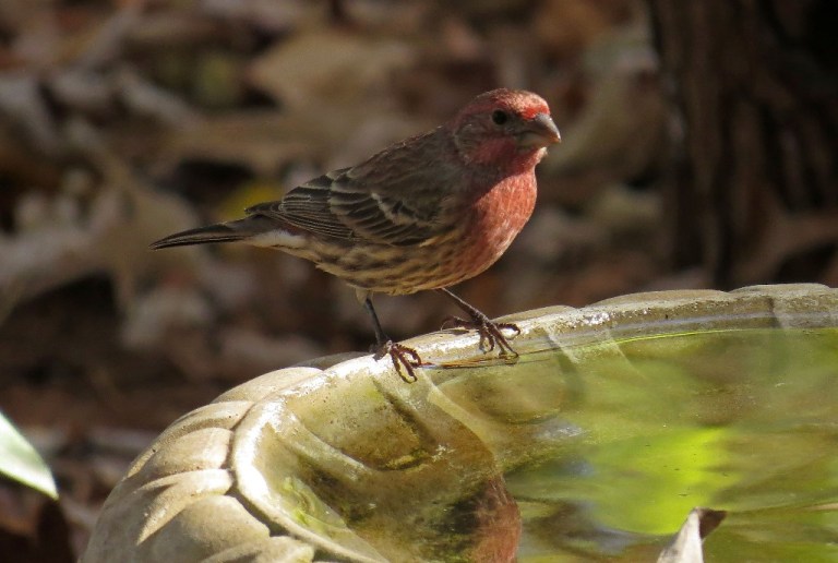 housefinch