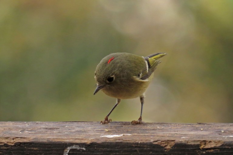 kinglet2