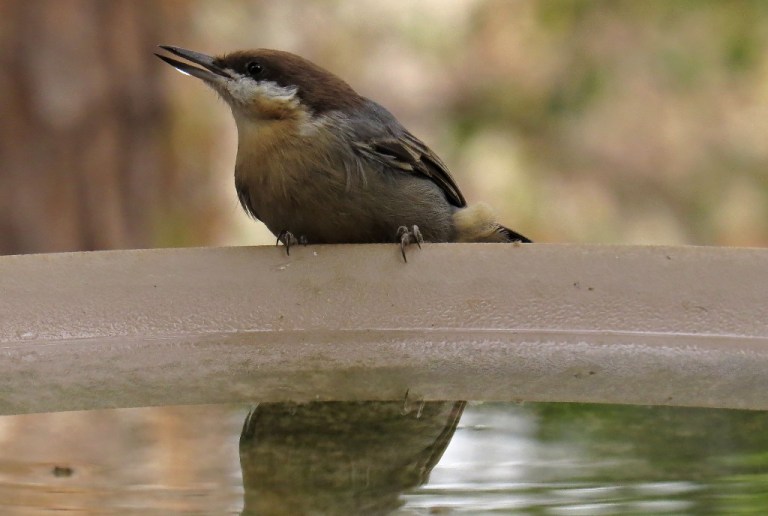 nuthatch