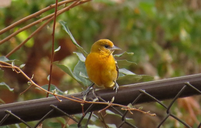 oriole