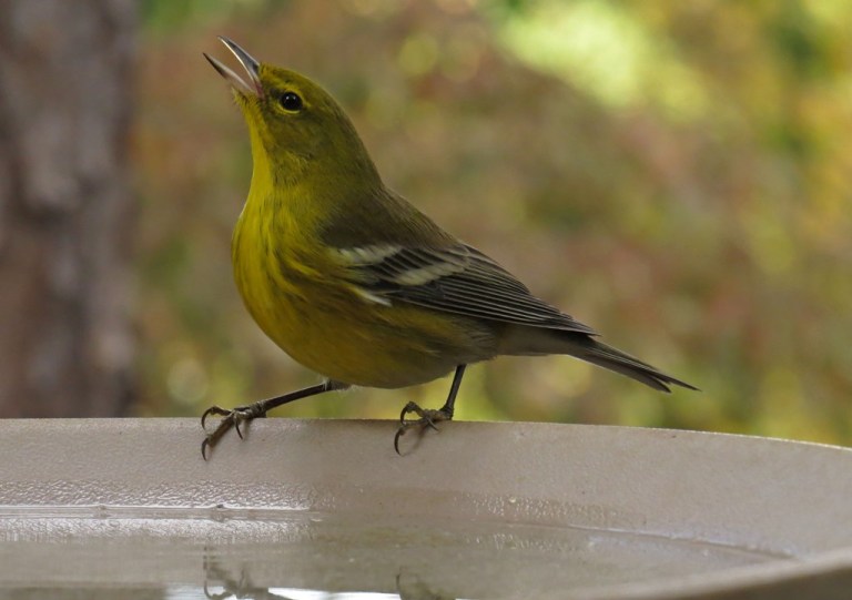 pinewarbler