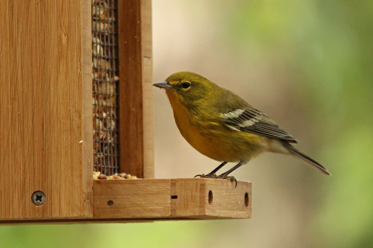 pinewarbler2