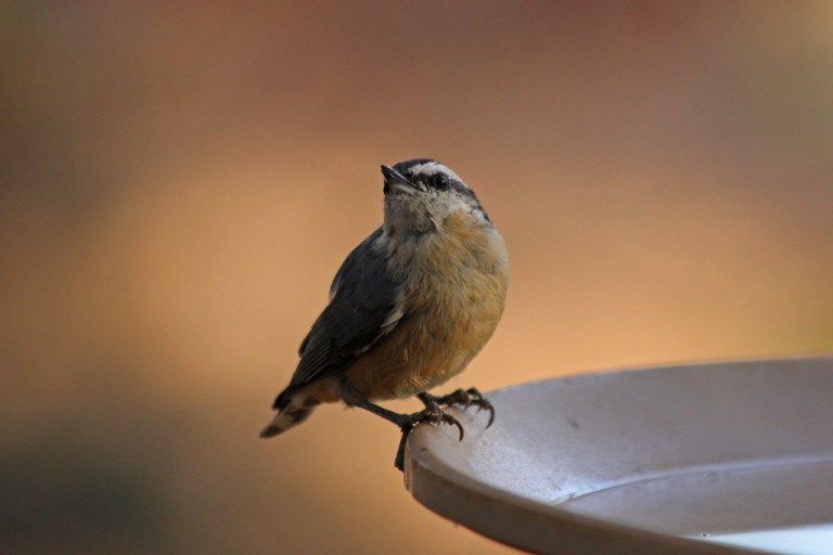 red-breastednuthatch1