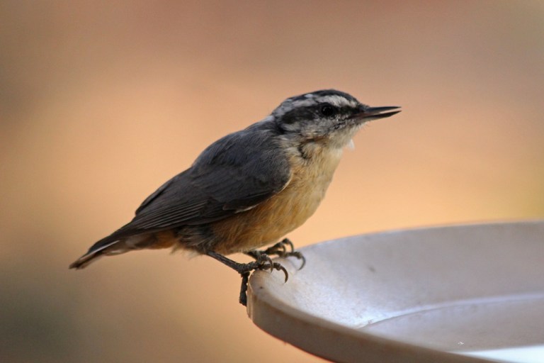 red-breastednuthatch2