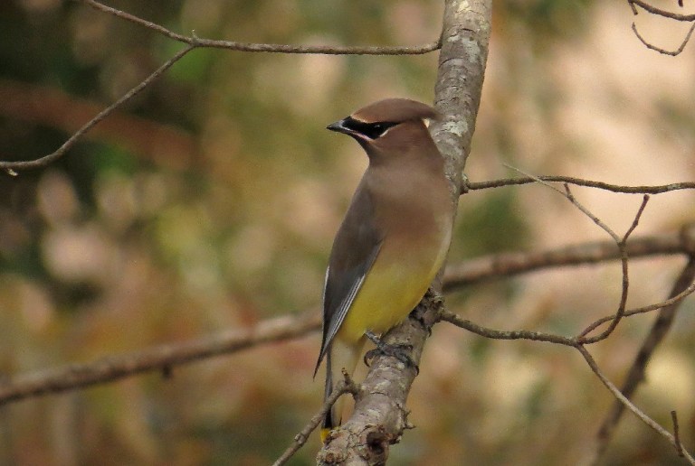 waxwing2