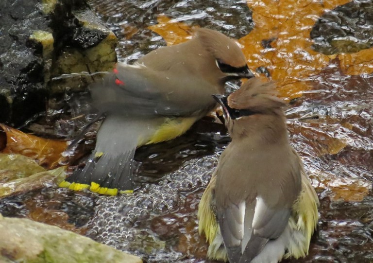 waxwing4