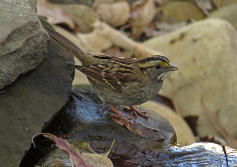 white-thraotedsparrow