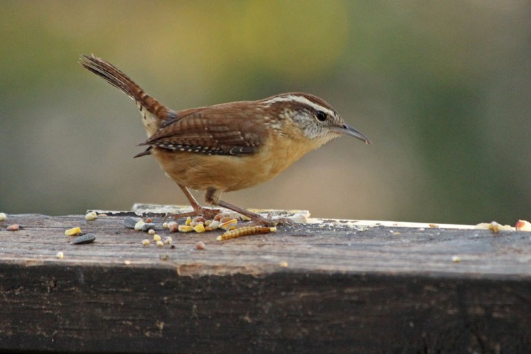 wren1