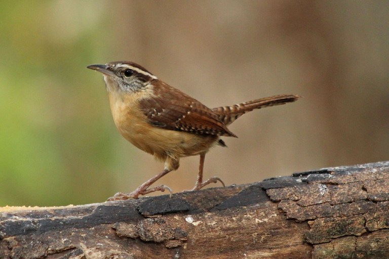 wren2