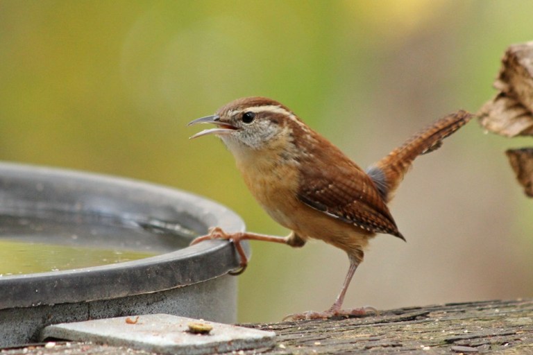wren3