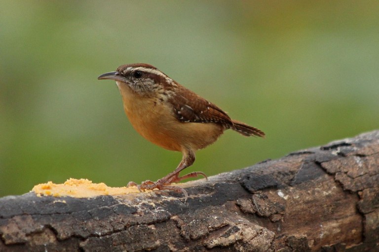 wren6