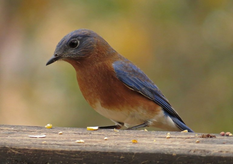 bluebird2