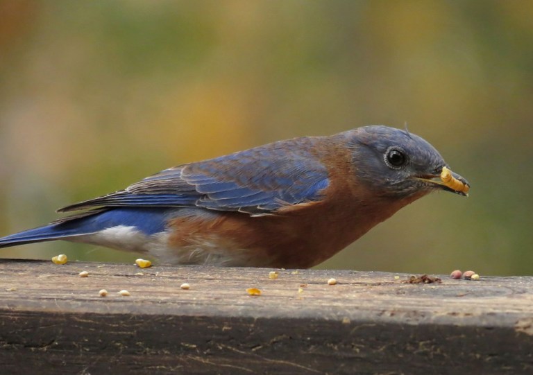 bluebird3