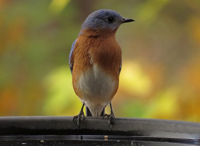 bluebird8