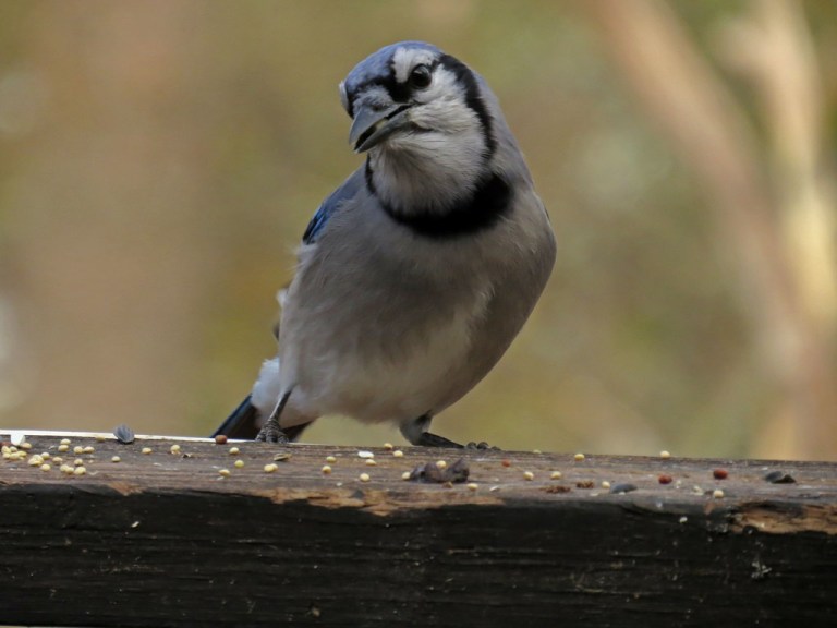 bluejay13