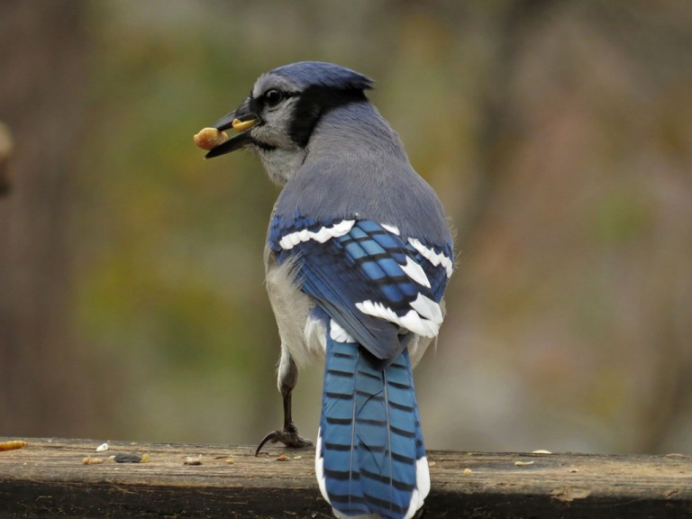 bluejay4