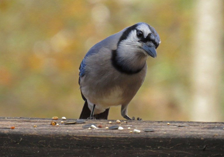 bluejay5