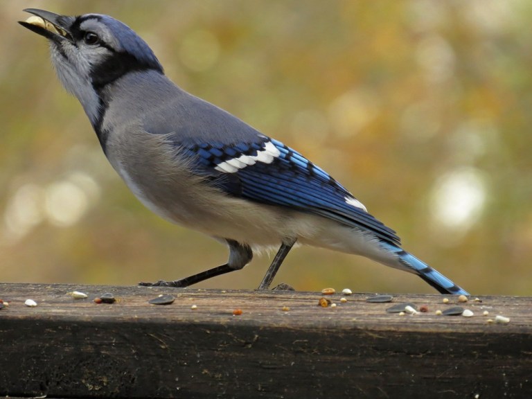 bluejay8
