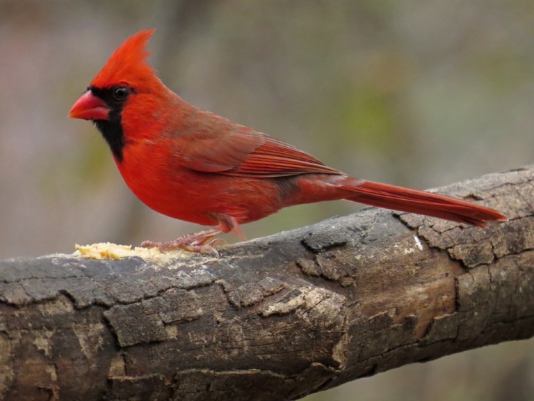 cardinal